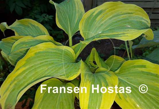 Hosta Razzmatazz